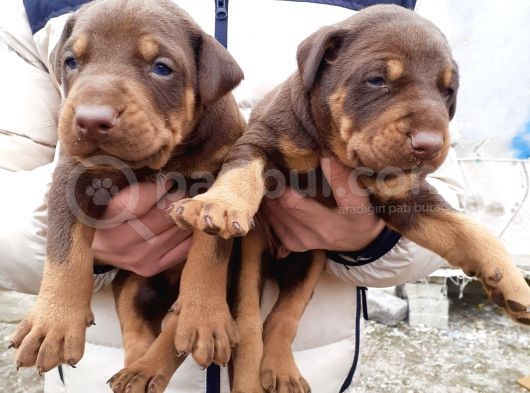 Şampiyon Soydan Doberman Yavrular