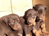 Şampiyon Soydan Doberman Yavrular