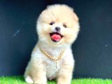 Yok Böyle Bir Güzellik Pomeranian Boo