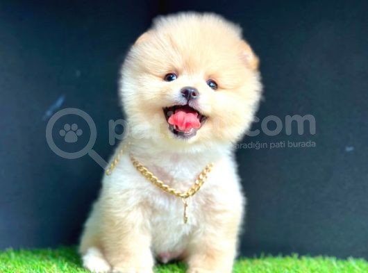 Yok Böyle Bir Güzellik Pomeranian Boo görsel