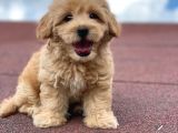 EN ŞİRİN MALTİPOO BEBEKLER