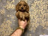 Red Brown Malti̇poo Koyu Renk Bebeği̇mi̇z