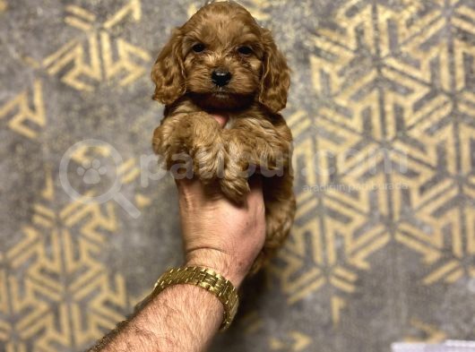 Red Brown Malti̇poo Koyu Renk Bebeği̇mi̇z görsel