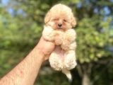 Mi̇ni̇ Boy Orji̇nal Malti̇poo Bebekler