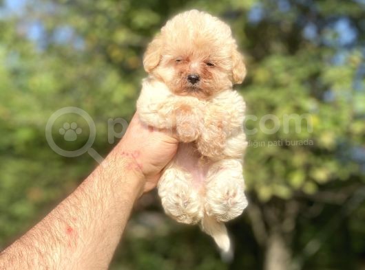 Mi̇ni̇ Boy Orji̇nal Malti̇poo Bebekler görsel