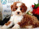 MALTİPO CİNSİ 