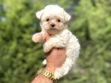 Teacup Maltese Terri̇er Orji̇nal Bebekler