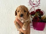 Malti̇poo Bebekler
