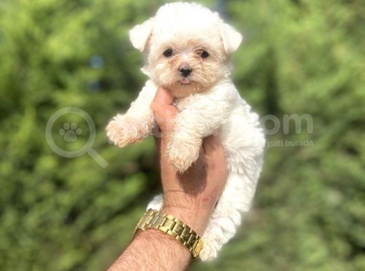 Teacup Maltese Terri̇er Orji̇nal Bebekler