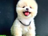 Gülen yüz pomeranian boo