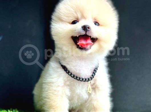Gülen Yüz Pomeranian Boo