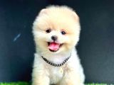 Gülen Yüz Pomeranian Boo
