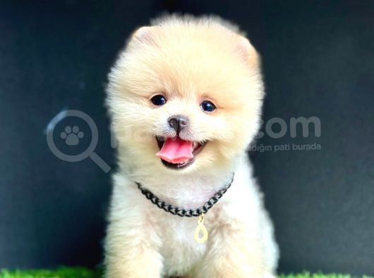 Gülen Yüz Pomeranian Boo görsel