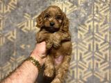 Red Brown Malti̇poo Koyu Renk Bebeği̇mi̇z