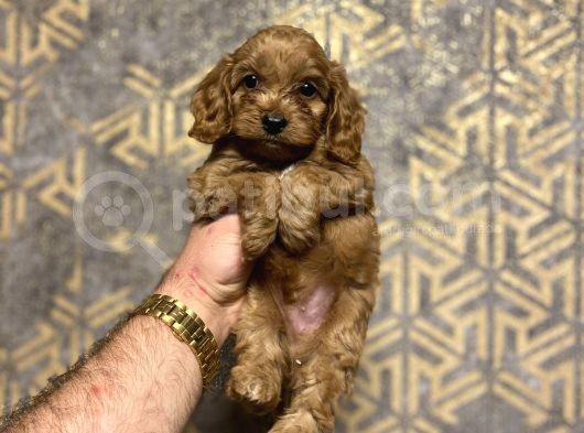 Red Brown Malti̇poo Koyu Renk Bebeği̇mi̇z görsel