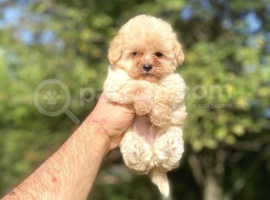 Mi̇ni̇ Boy Orji̇nal Malti̇poo Bebekler