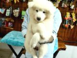 Ayi̇ Yavrusu Samoyed A Kali̇te Irk