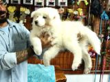 AYİ YAVRUSU SAMOYED A KALİTE IRK