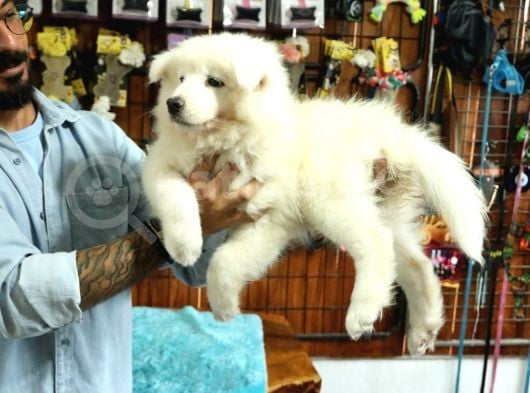 Ayi̇ Yavrusu Samoyed A Kali̇te Irk