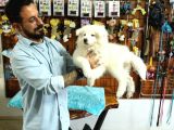 Ayi̇ Yavrusu Samoyed A Kali̇te Irk