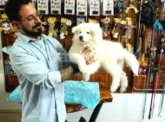 Ayi̇ Yavrusu Samoyed A Kali̇te Irk görsel