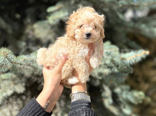 Mini Toy Poodle Yavrular görsel