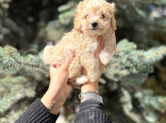 Mini Toy Poodle Yavrular