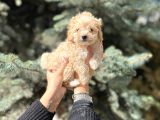 Mini Toy Poodle Yavrular