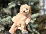 Mini Toy Poodle Yavrular
