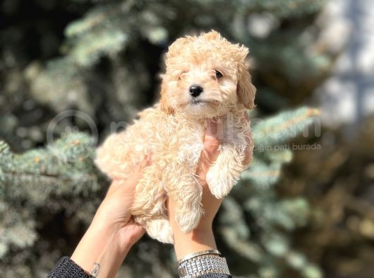 Mini Toy Poodle Yavrular görsel