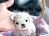 1Bucuk Kg Morkie Nadır Renk Uygun