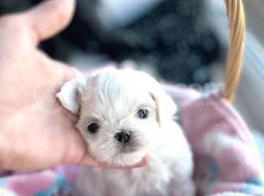 1Bucuk Kg Morkie Nadır Renk Uygun görsel