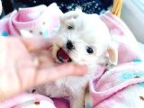 1Bucuk Kg Morkie Nadır Renk Uygun