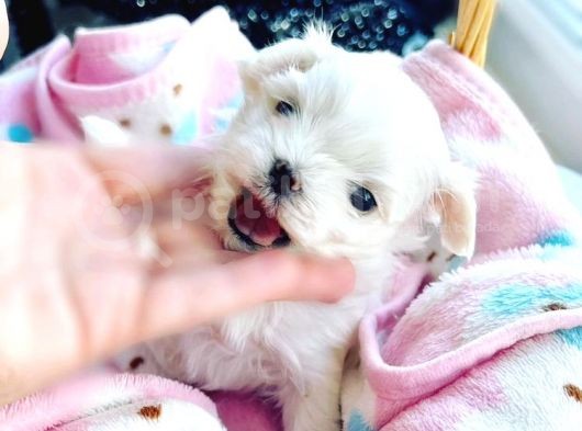1Bucuk Kg Morkie Nadır Renk Uygun görsel