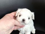 1Bucuk Kg Morkie Nadır Renk Uygun