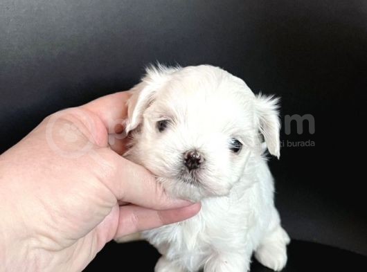 1Bucuk Kg Morkie Nadır Renk Uygun görsel