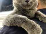 Yavru Kedi