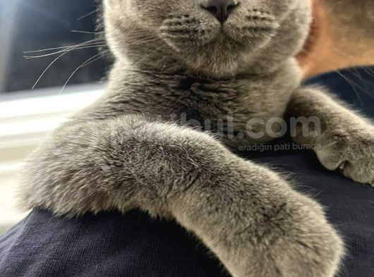 Yavru Kedi görsel