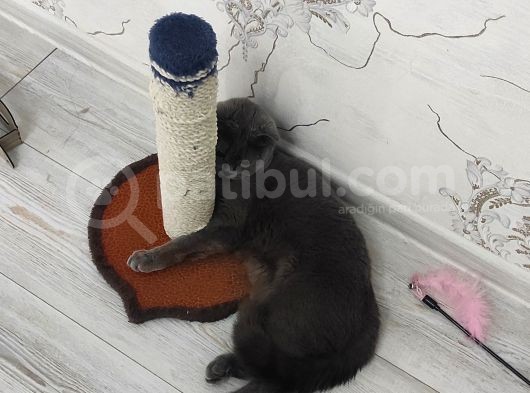 Yavru Kedi görsel