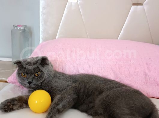 Yavru Kedi görsel
