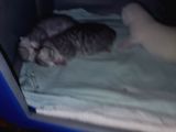Yavru Kedi