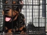 MİCROCHİPLİ FCİ KİF A SECERELİ DOBERMAN