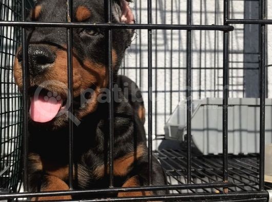 Mi̇crochi̇pli̇ Fci̇ Ki̇f A Secereli̇ Doberman