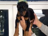 Mi̇crochi̇pli̇ Fci̇ Ki̇f A Secereli̇ Doberman