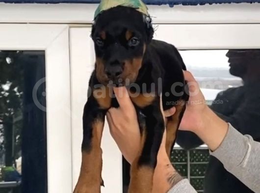 Mi̇crochi̇pli̇ Fci̇ Ki̇f A Secereli̇ Doberman görsel