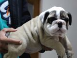 Üst Düzey İngi̇li̇z Buldog Yavrular