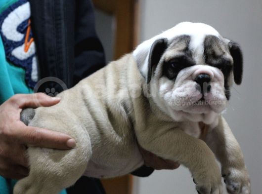Üst Düzey İngi̇li̇z Buldog Yavrular görsel