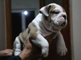 Üst Düzey İngi̇li̇z Buldog Yavrular