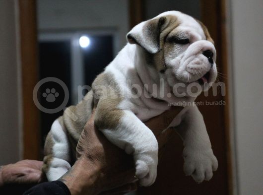 Üst Düzey İngi̇li̇z Buldog Yavrular görsel