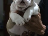 Üst Düzey İngi̇li̇z Buldog Yavrular